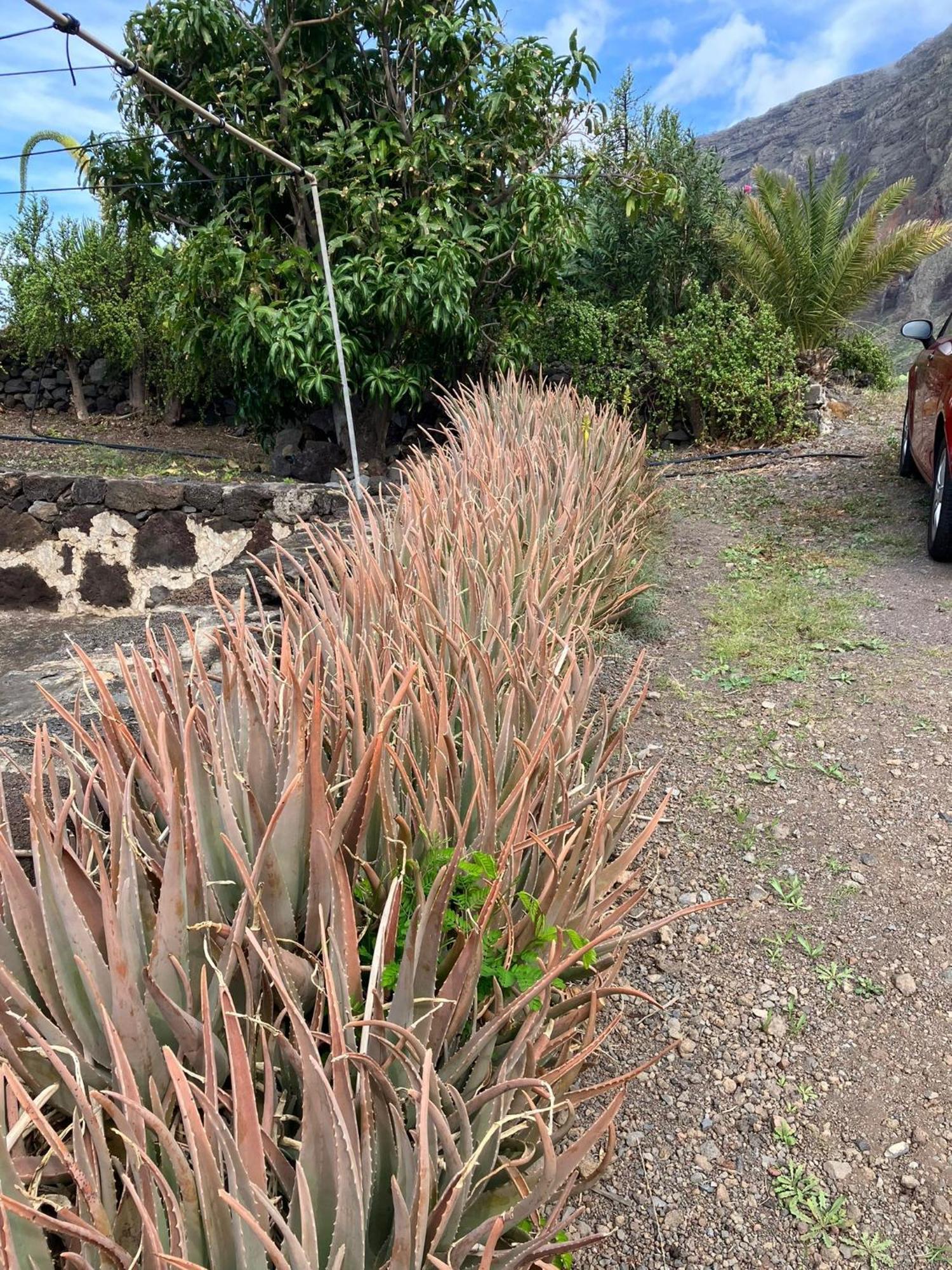 Casa Nela. Rural Y Acogedora En Las Puntas El Hierro Jerez de la Frontera Exterior foto